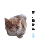 dog and  cat（個別スタンプ：4）