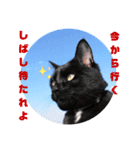 dog and  cat（個別スタンプ：5）