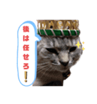 dog and  cat（個別スタンプ：6）