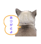 dog and  cat（個別スタンプ：8）