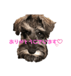 ミニチュアシュナウザーのボヌール（個別スタンプ：8）