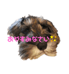 ミニチュアシュナウザーのボヌール（個別スタンプ：11）
