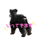 ミニチュアシュナウザーのボヌール（個別スタンプ：12）