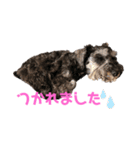 ミニチュアシュナウザーのボヌール（個別スタンプ：15）