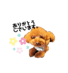 うちのぷーどる（個別スタンプ：2）
