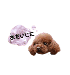 うちのぷーどる（個別スタンプ：15）