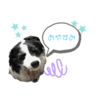 ボーダーコリーな日常（個別スタンプ：2）