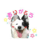 ボーダーコリーな日常（個別スタンプ：5）