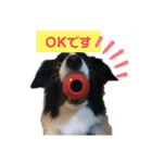ボーダーコリーな日常（個別スタンプ：9）