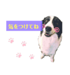 ボーダーコリーな日常（個別スタンプ：12）