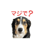 ボーダーコリーな日常（個別スタンプ：21）