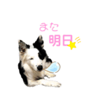 ボーダーコリーな日常（個別スタンプ：24）