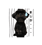 シーズ犬てんちゃんとがんちゃん（個別スタンプ：2）