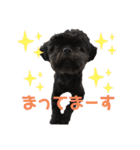 シーズ犬てんちゃんとがんちゃん（個別スタンプ：5）