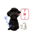 シーズ犬てんちゃんとがんちゃん（個別スタンプ：7）