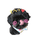 シーズ犬てんちゃんとがんちゃん（個別スタンプ：8）