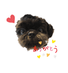 シーズ犬てんちゃんとがんちゃん（個別スタンプ：9）