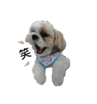 シーズ犬てんちゃんとがんちゃん（個別スタンプ：11）