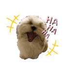 シーズ犬てんちゃんとがんちゃん（個別スタンプ：12）
