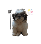 シーズ犬てんちゃんとがんちゃん（個別スタンプ：13）