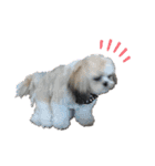 シーズ犬てんちゃんとがんちゃん（個別スタンプ：15）
