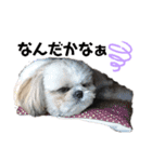シーズ犬てんちゃんとがんちゃん（個別スタンプ：16）