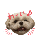 シーズ犬てんちゃんとがんちゃん（個別スタンプ：17）