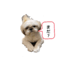 シーズ犬てんちゃんとがんちゃん（個別スタンプ：18）