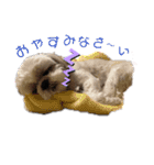 シーズ犬てんちゃんとがんちゃん（個別スタンプ：21）