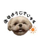 シーズ犬てんちゃんとがんちゃん（個別スタンプ：22）