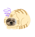 シーズ犬てんちゃんとがんちゃん（個別スタンプ：24）
