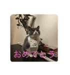 ハチワレ コタロー2（個別スタンプ：10）