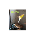Birds camping（個別スタンプ：5）