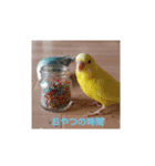 Birds camping（個別スタンプ：6）