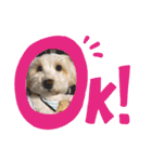 potemiの愛犬日常（個別スタンプ：3）