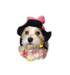 potemiの愛犬日常（個別スタンプ：5）