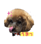 potemiの愛犬日常（個別スタンプ：11）