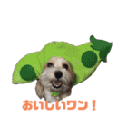 potemiの愛犬日常（個別スタンプ：15）