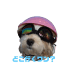potemiの愛犬日常（個別スタンプ：16）