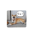 柴犬ころ(日常編)（個別スタンプ：1）