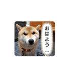 柴犬ころ(日常編)（個別スタンプ：2）