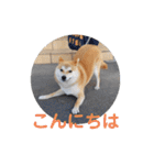 柴犬ころ(日常編)（個別スタンプ：3）