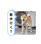 柴犬ころ(日常編)（個別スタンプ：4）