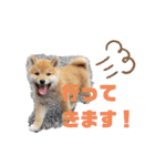 柴犬ころ(日常編)（個別スタンプ：5）