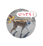 柴犬ころ(日常編)（個別スタンプ：6）