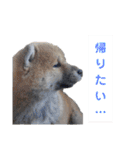 柴犬ころ(日常編)（個別スタンプ：7）