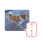 柴犬ころ(日常編)（個別スタンプ：8）
