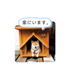 柴犬ころ(日常編)（個別スタンプ：9）