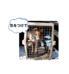 柴犬ころ(日常編)（個別スタンプ：10）