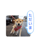 柴犬ころ(日常編)（個別スタンプ：11）